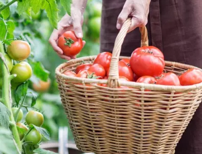 С този бабин трик реколтата на доматите ще е по-богата от всякога - просто сложете това в дупката при засаждането им