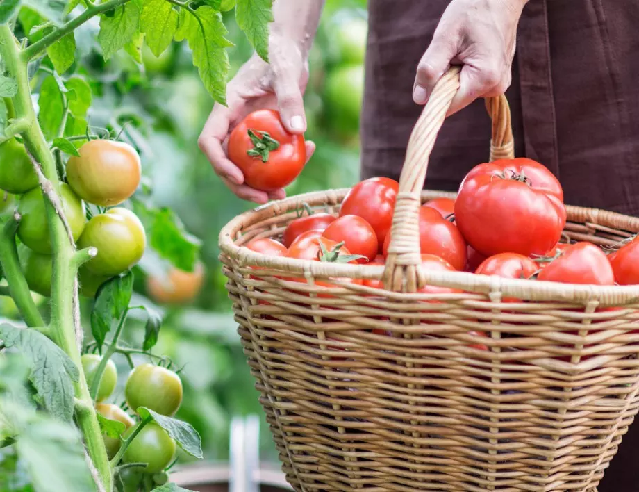 Засейте ТЕЗИ растения до доматите за страхотна реколта