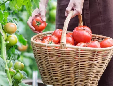 Напръскайте доматите с това преди цъфтежа и реколтата им ще е тройно по-богата