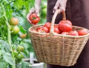 За какво се пръскат доматите през юни