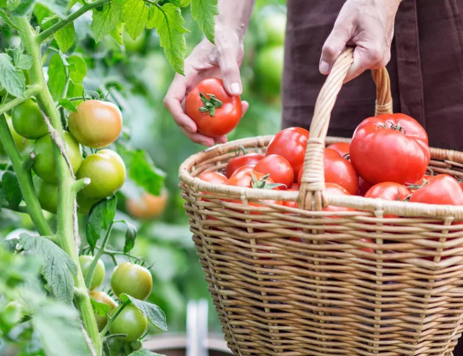 ТАЙНИТЕ на добрите градинари за успешна реколта от домати