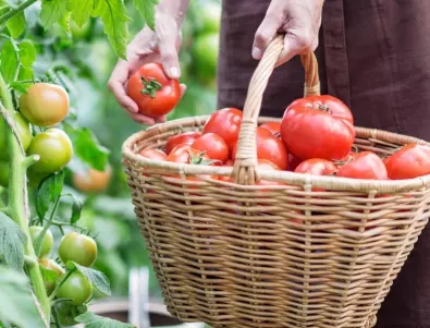 Мляко за богата реколта от домати - ето какво правят опитните градинари