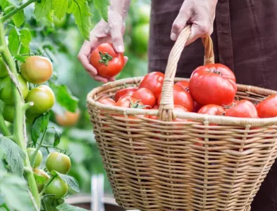 Краставици и домати - как е правилно да се поливат в жегата