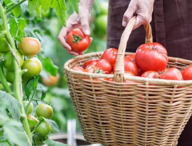 След прибиране на реколтата от домати: опитните градинари винаги правят това