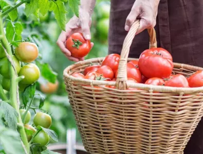 Билката, която гарантира богата реколта от домати