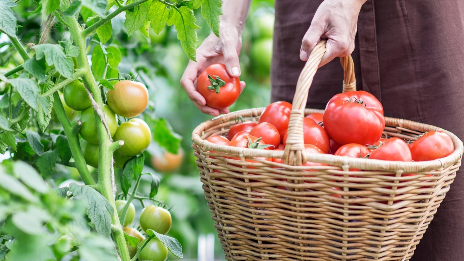 Ако разсадът на доматите е слаб и тънък, полейте го с това