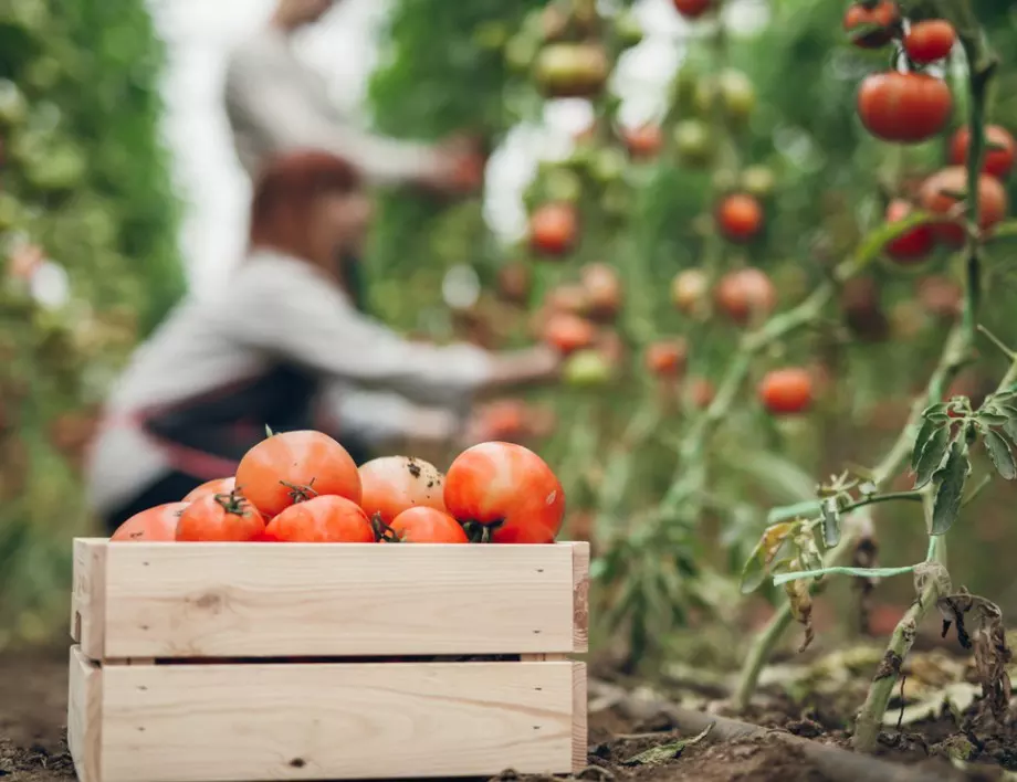 Никога не изхвърляйте връхчетата на доматите - топ трик за тяхното приложение в градината