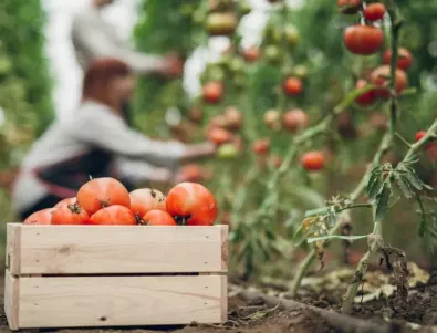 Градинар издаде как най-лесно да се справите с брашнеста мана по доматите 