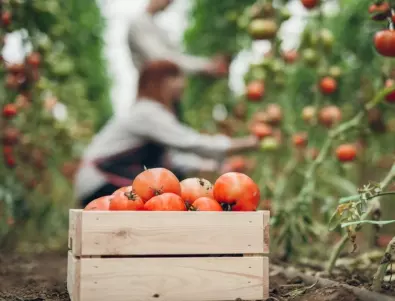 Пръскане на доматите с пепел - защо е важно да го направите точно сега