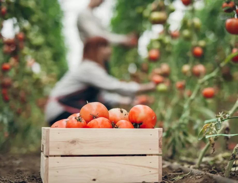 Пръскане на доматите с пепел - защо е важно да го направите точно сега
