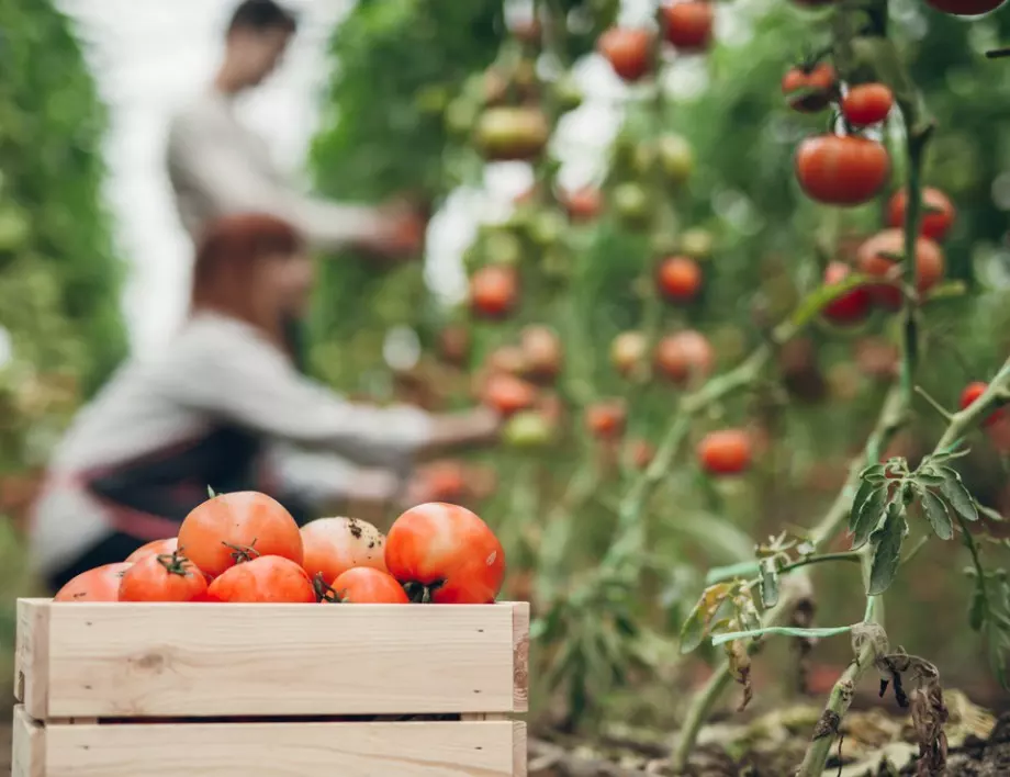 Листна плесен по доматите: Какво представлява?