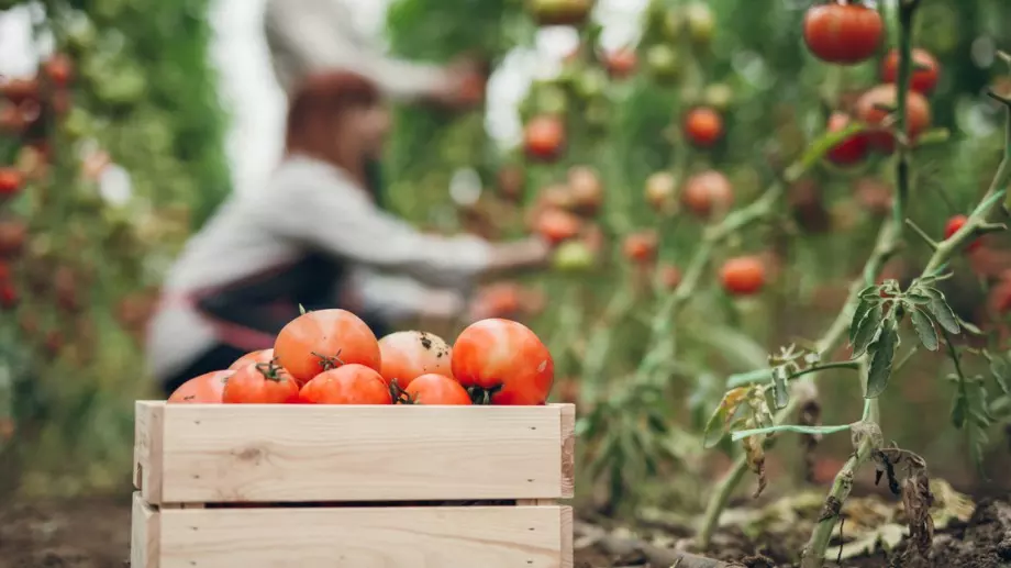 Сода: Тайното оръжие за здрави домати в изобилие 