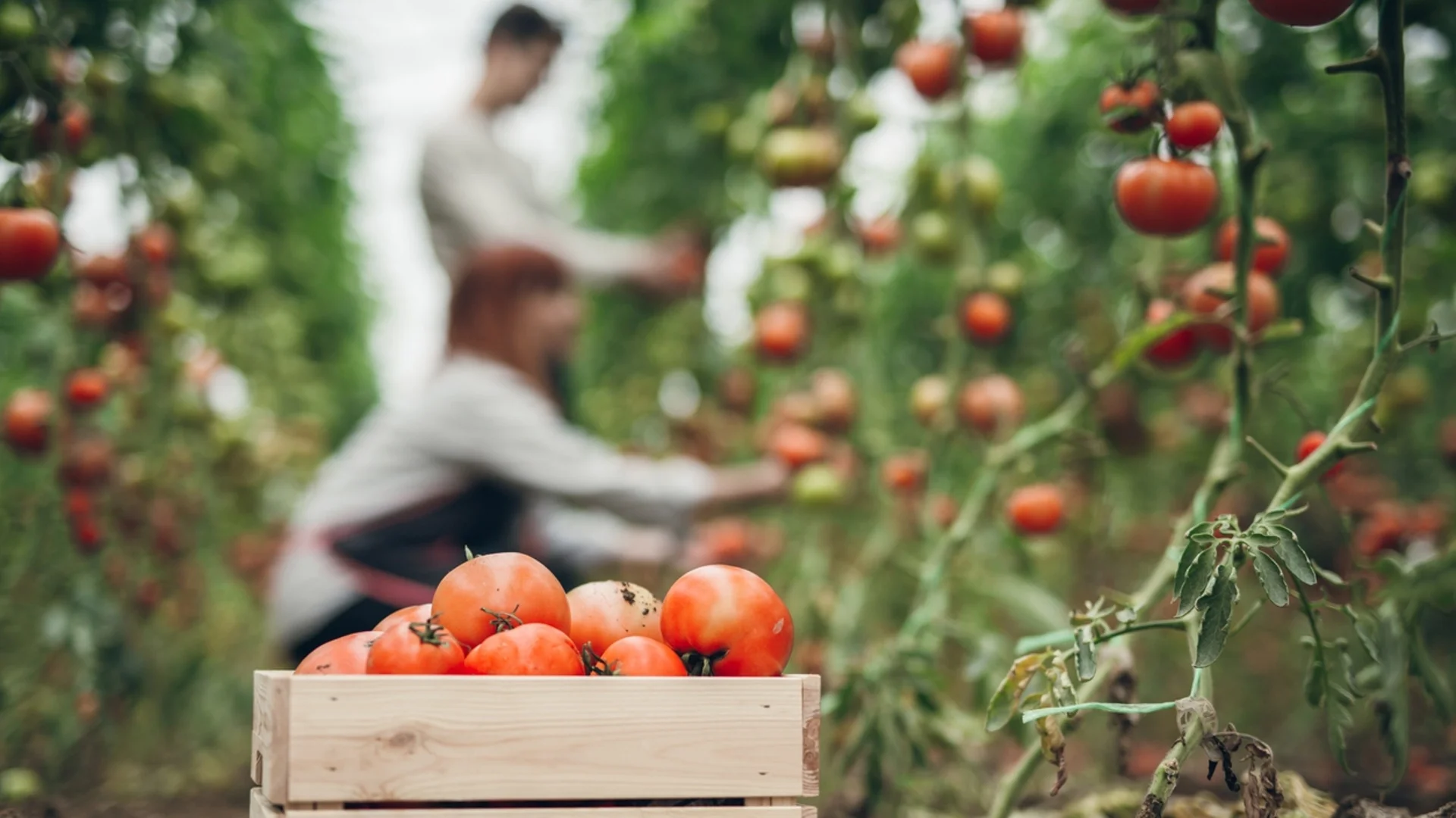 Каква е причината за кафяви петна по доматите