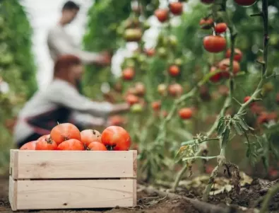 Имате домати в градината: Ето как да предотвратите гниене
