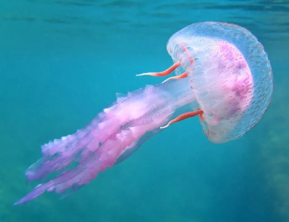 Ако ви опари медуза, направете тези неща
