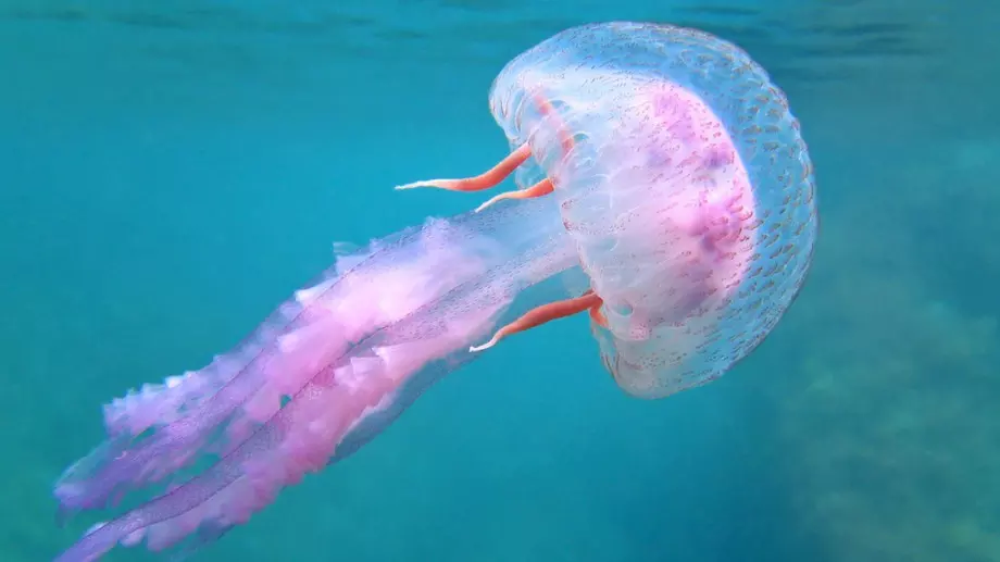 Има ли отровни медузи в Черно море?