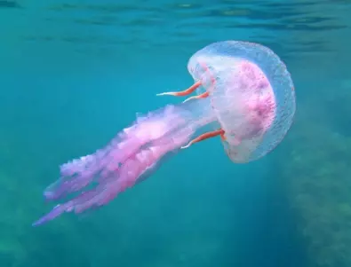 Светът се запозна с нов вид морско чудовище с 20 пипала: Не е медуза (ВИДЕО)