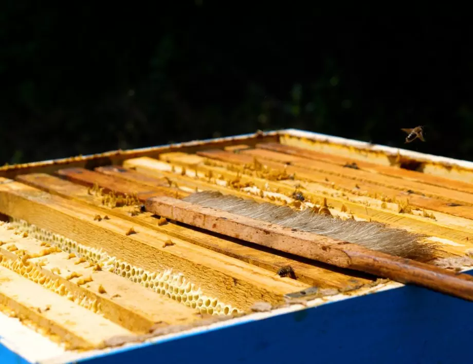 Как се прави пролетното третиране на пчелите?