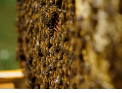 Вижте с колко ще поскъпне българският мед 