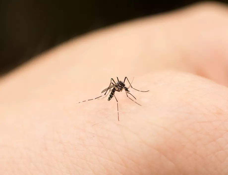 Тези комари хапят най-много, ето как да се предпазите от тях