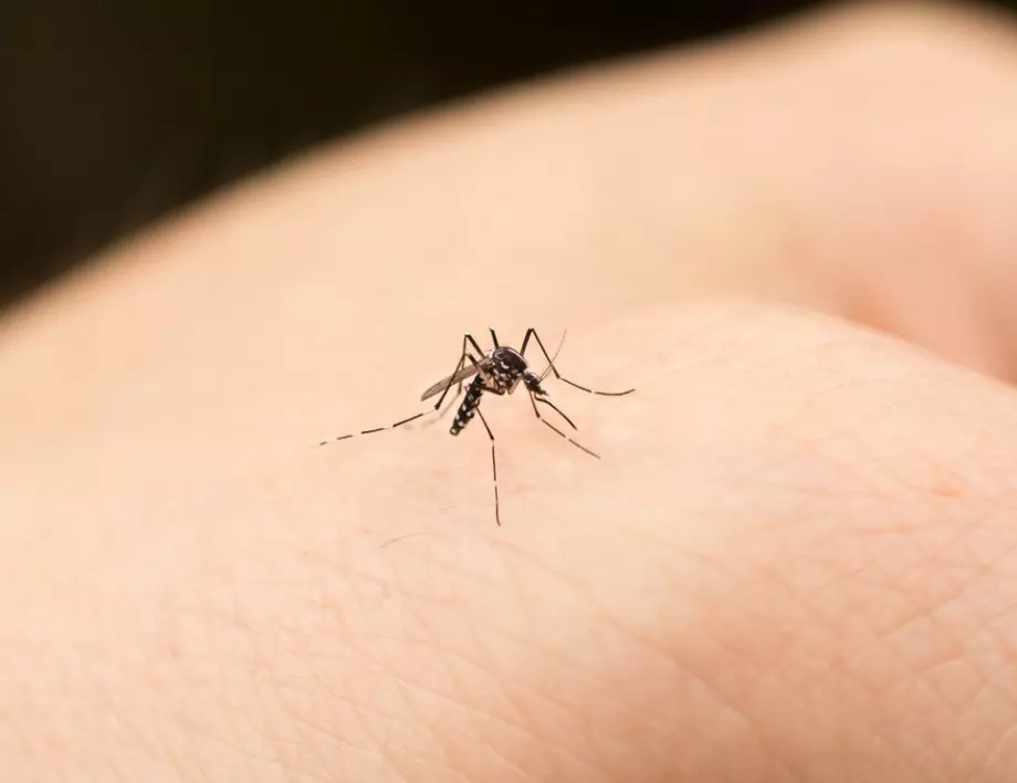 Комарите мразят копър! Ето как да го използвате срещу тях