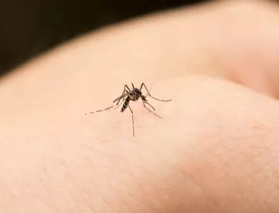 С този лесен трик няма да видите комар в къщата си до края на лятото