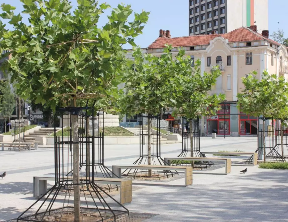 Започва оформянето на дървесните корони в района на новоремонтираната пешеходна зона в Плевен