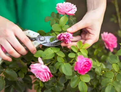 Кои са предимствата и недостатъците на засаждането на рози през есента