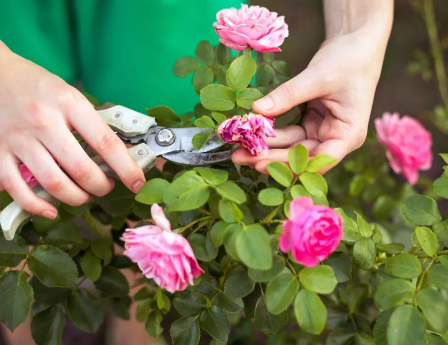 5-те най-често допускани грешки при отглеждането на рози 