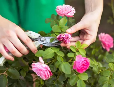 Всичко, което трябва да знаете за подрязването на розите