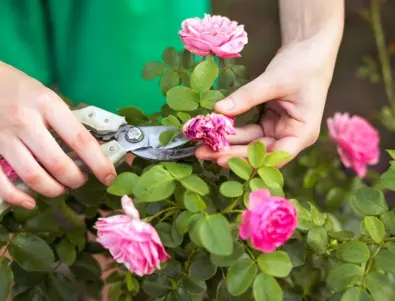 Подрязване на розите: Основни съвети от опитните градинари