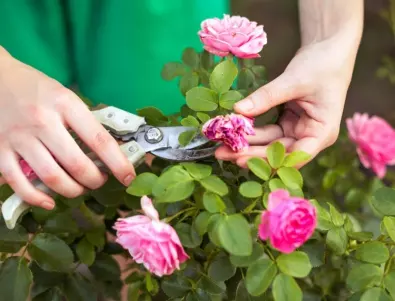 Как се прави правилно подрязването на рози?