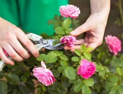 От какво се състои пролетното подхранване на розите?