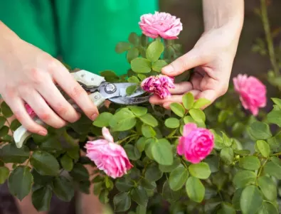 Кога и как да подрежете розите, за да се радвате на обилен цъфтеж цяло лято