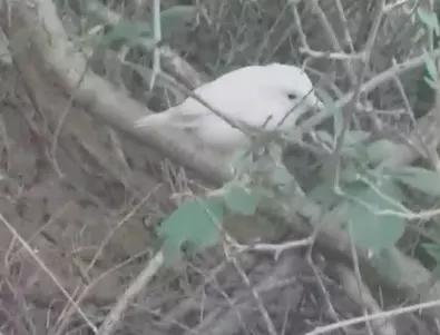 Бяло врабче се появи в Созопол (СНИМКИ)