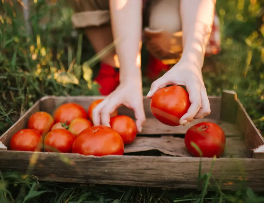 Практични съвети за богата реколта от домати 