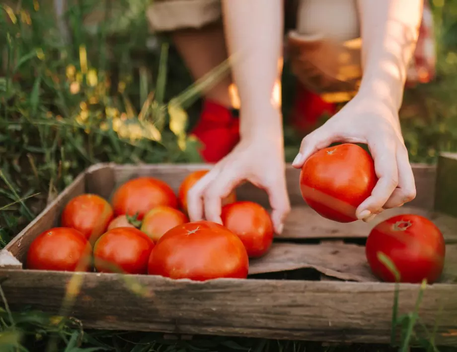 Накиснете семената от доматите ТАКА, за да поникнат много по-бързо!