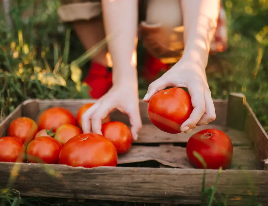 Ако искате да запазите ценните хранителни вещества на доматите през зимата, съхранявайте ги единствено по този начин