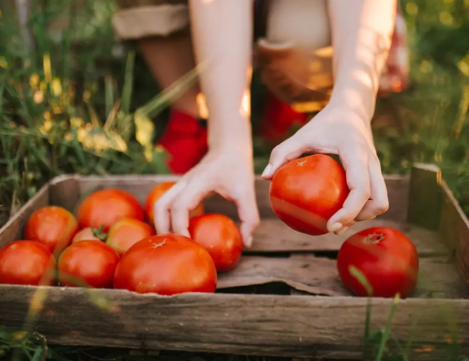 Как да накараме доматите да узреят с кора от яйца