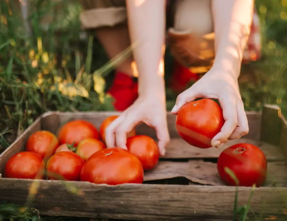 Само 3 капки от тази съставка ще накарат доматите да растат 2 пъти по-бързо