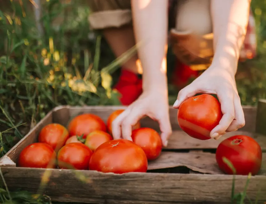 Поръсете градината с щипка от тази съставка - доматите ще станат по-сладки и сочни