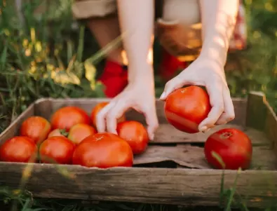 Напитката, благодарение на която реколтата от домати ще е ДВОЙНА