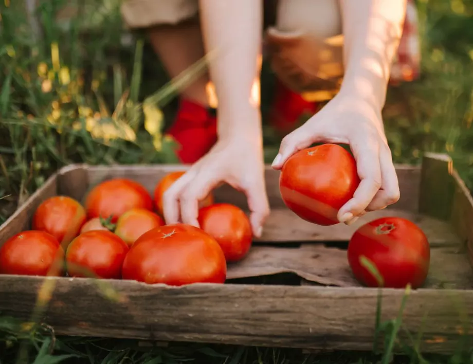 2 зеленчука, които задължително да засадим до доматите, ако искаме двойно по-богата реколта