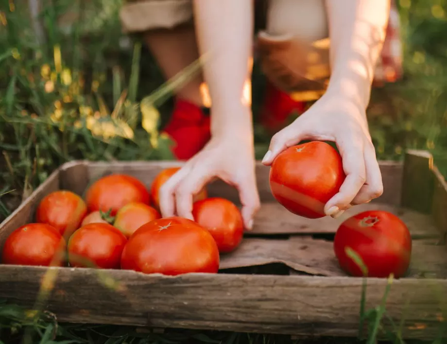 3 ефективни домашни торове за перфектен разсад от домати