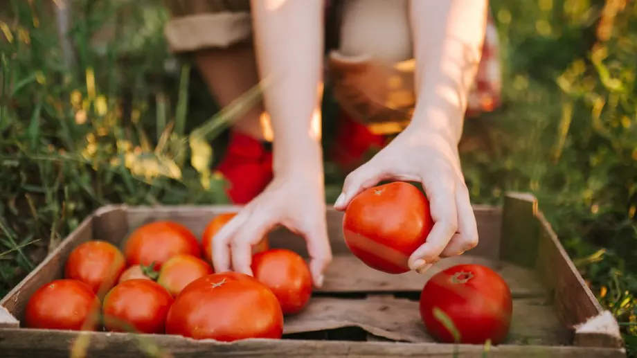 Полейте доматите с това и ще имате реколта до есента