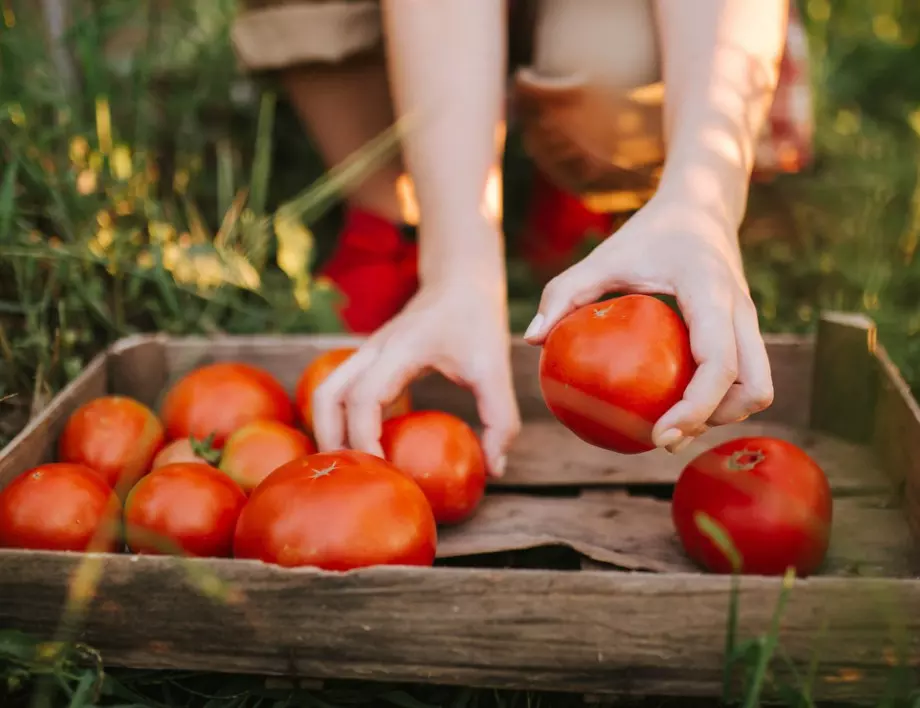 Ако искате доматите да нямат бели жилки, посипете почвата с ТАЗИ съставка  