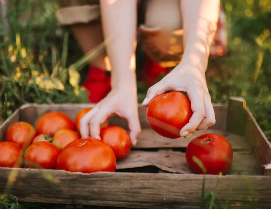 Тайната на опитните градинари за сладки домати е разкрита - ето какво поръсват те в градината