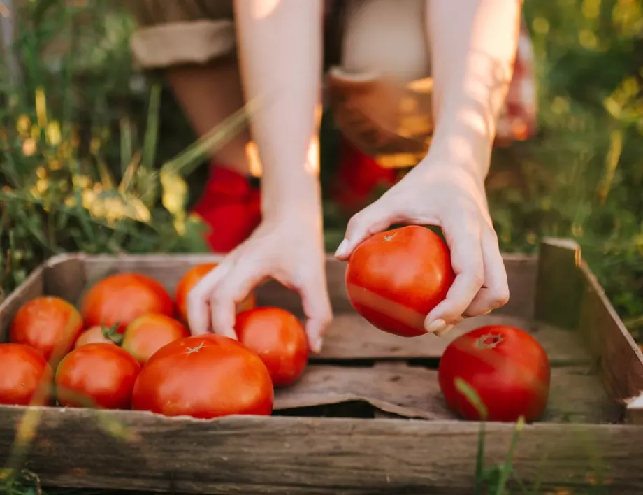 Полейте доматите с това, ако листата им пожълтяват и ще спасите реколтата