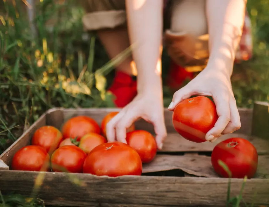 Ще забравите за листната плесен по доматите, ако ги напръскате с този разтвор