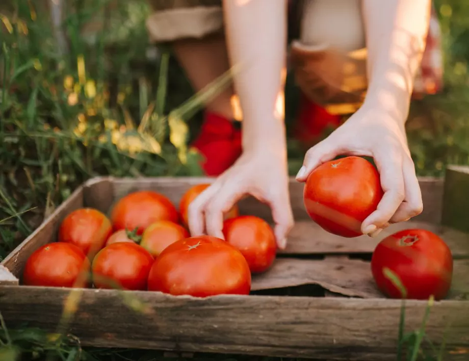 Фаталните грешки на много градинари при засаждане на доматите, които мнозина не знаят